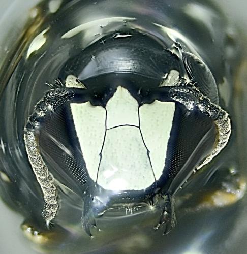 Réf. 348 114 : Hylaeus signatus
